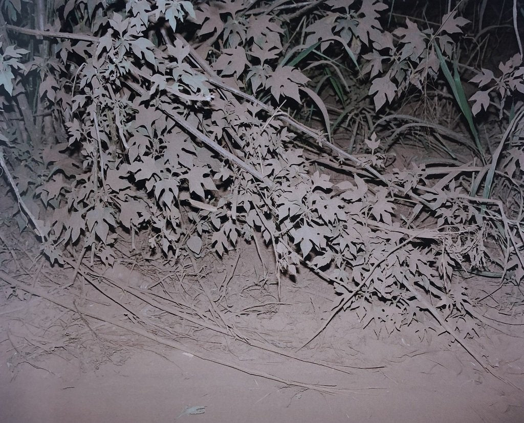 [SIGNED] VIVIANE SASSEN LEXICON