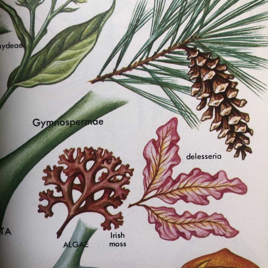 Hallucinogenic Plants
