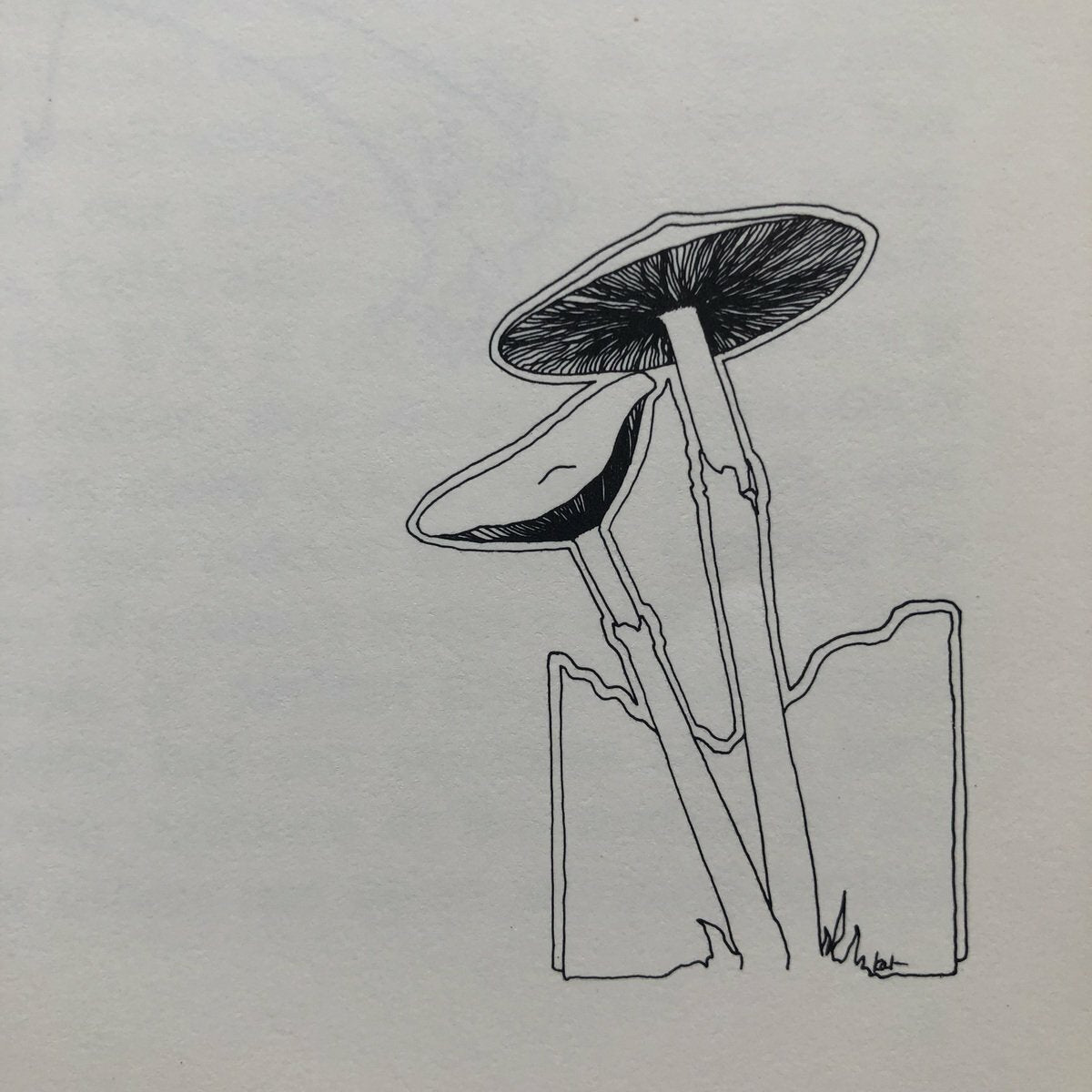 Psilocybin Magic Mushrooms Grower's Guide