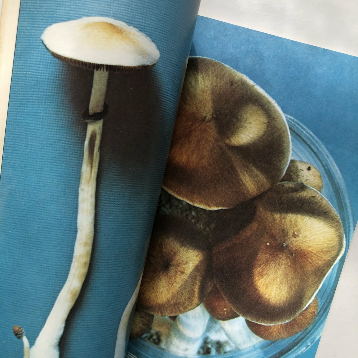 Psilocybin Magic Mushrooms Grower's Guide