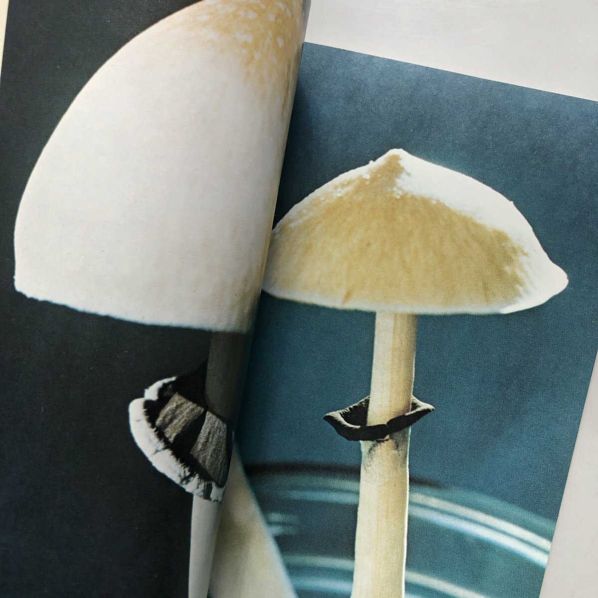 Psilocybin Magic Mushrooms Grower's Guide