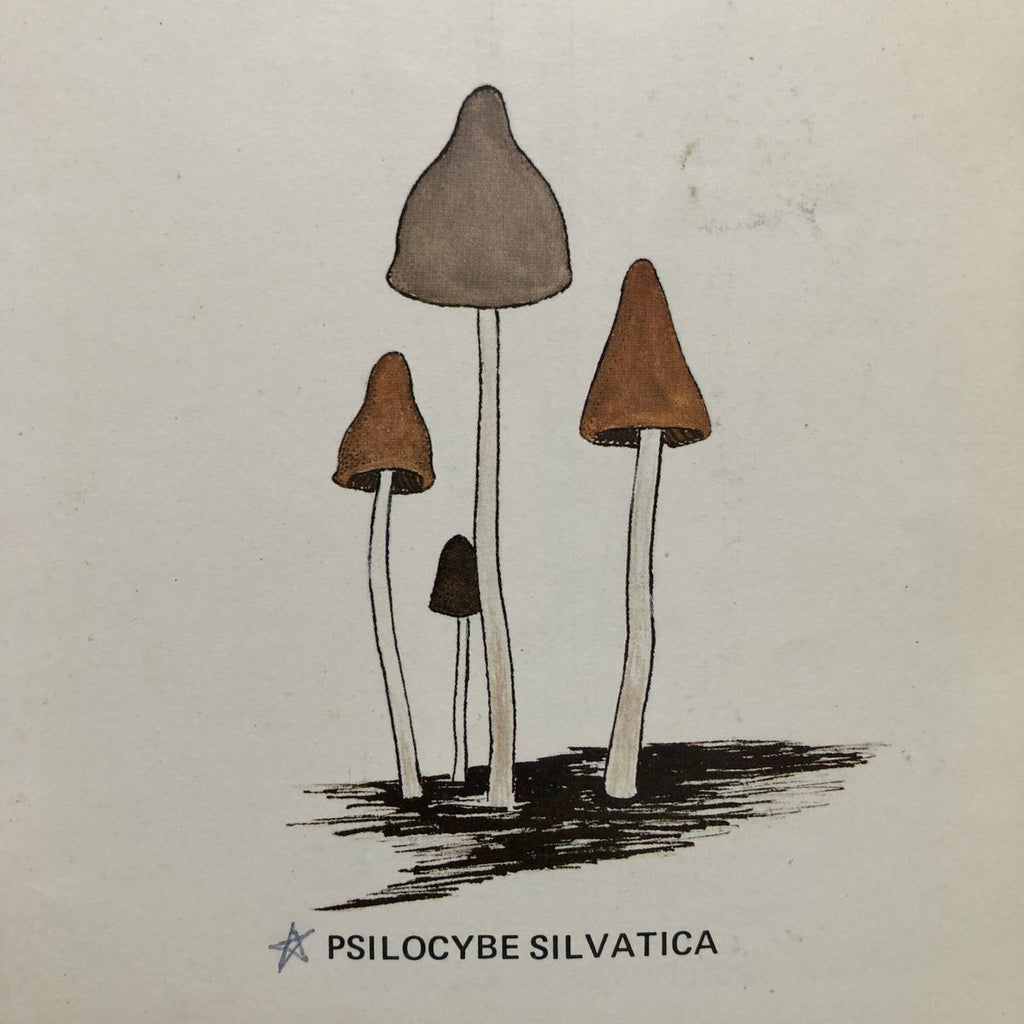 A Key To The American Psilocybin Mushroom