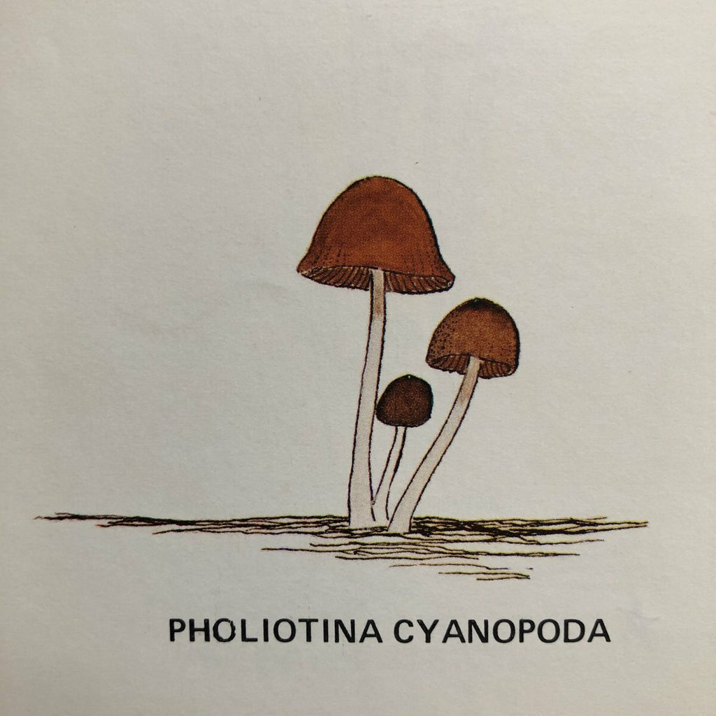 A Key To The American Psilocybin Mushroom