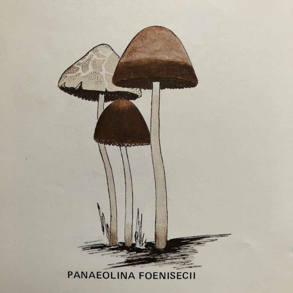 A Key To The American Psilocybin Mushroom