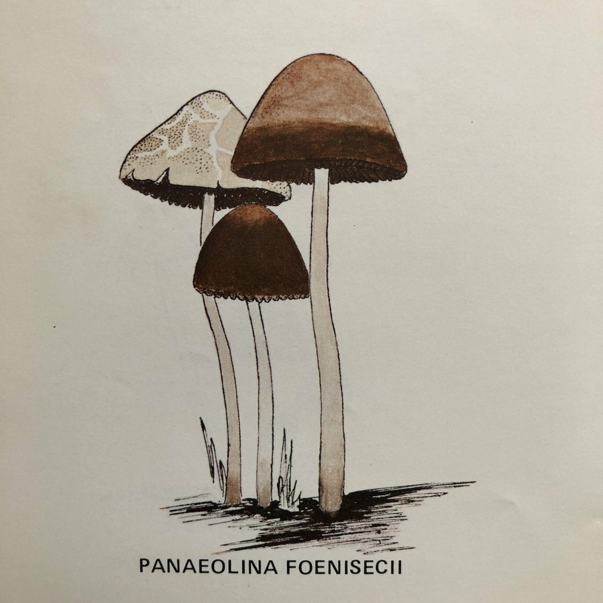 A Key To The American Psilocybin Mushroom