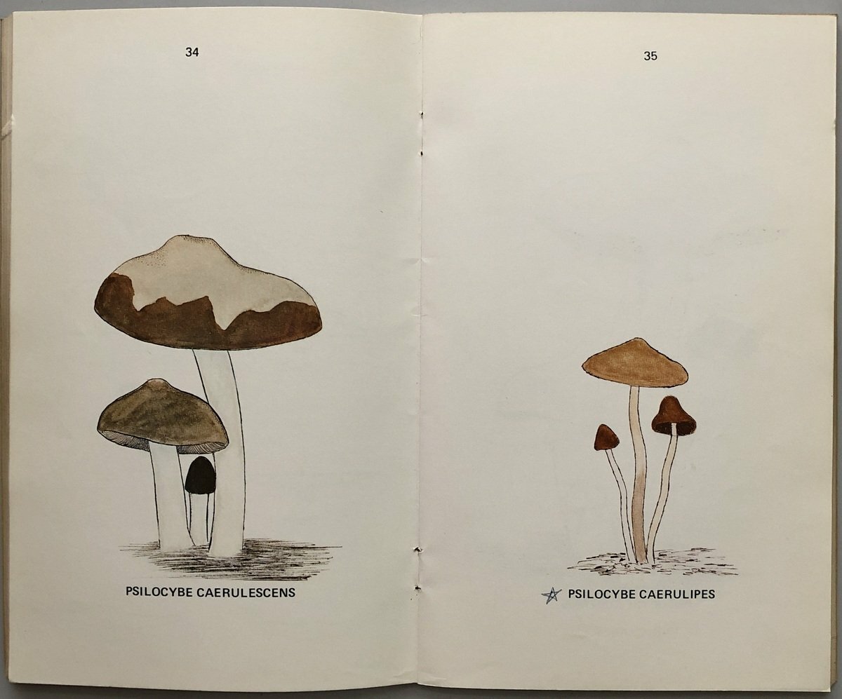 A Key To The American Psilocybin Mushroom