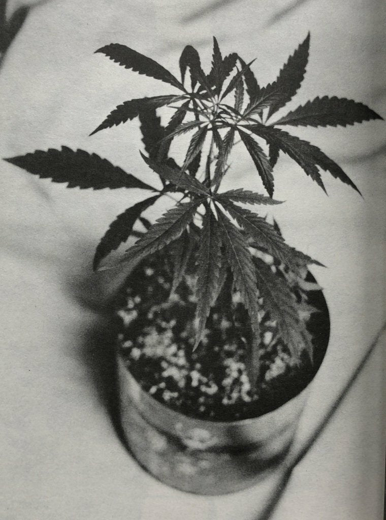 Marijuana Grower's Guide