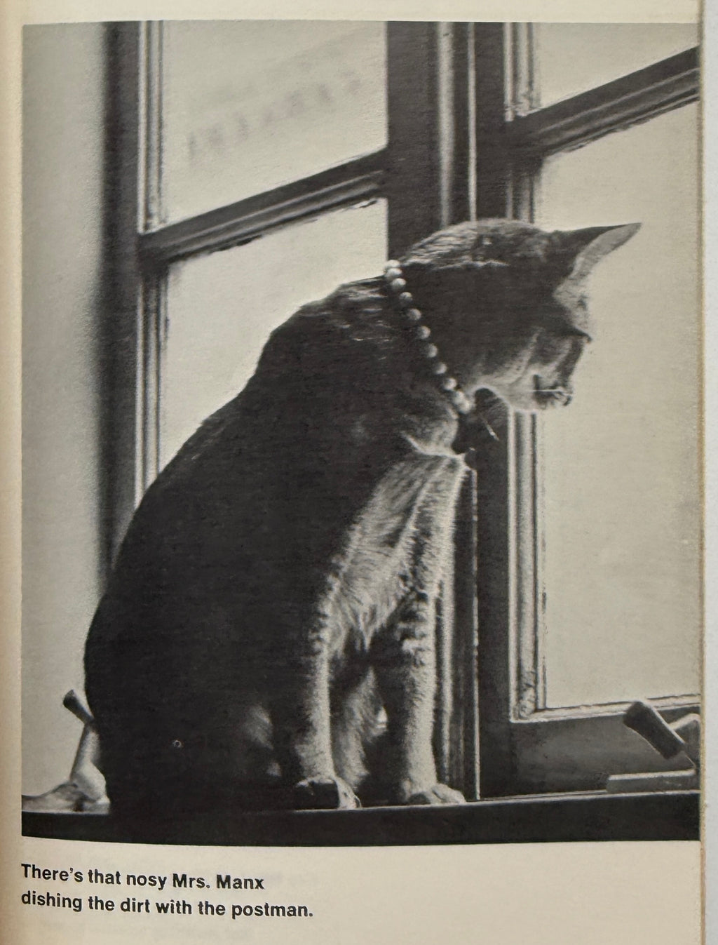 Cat Nips