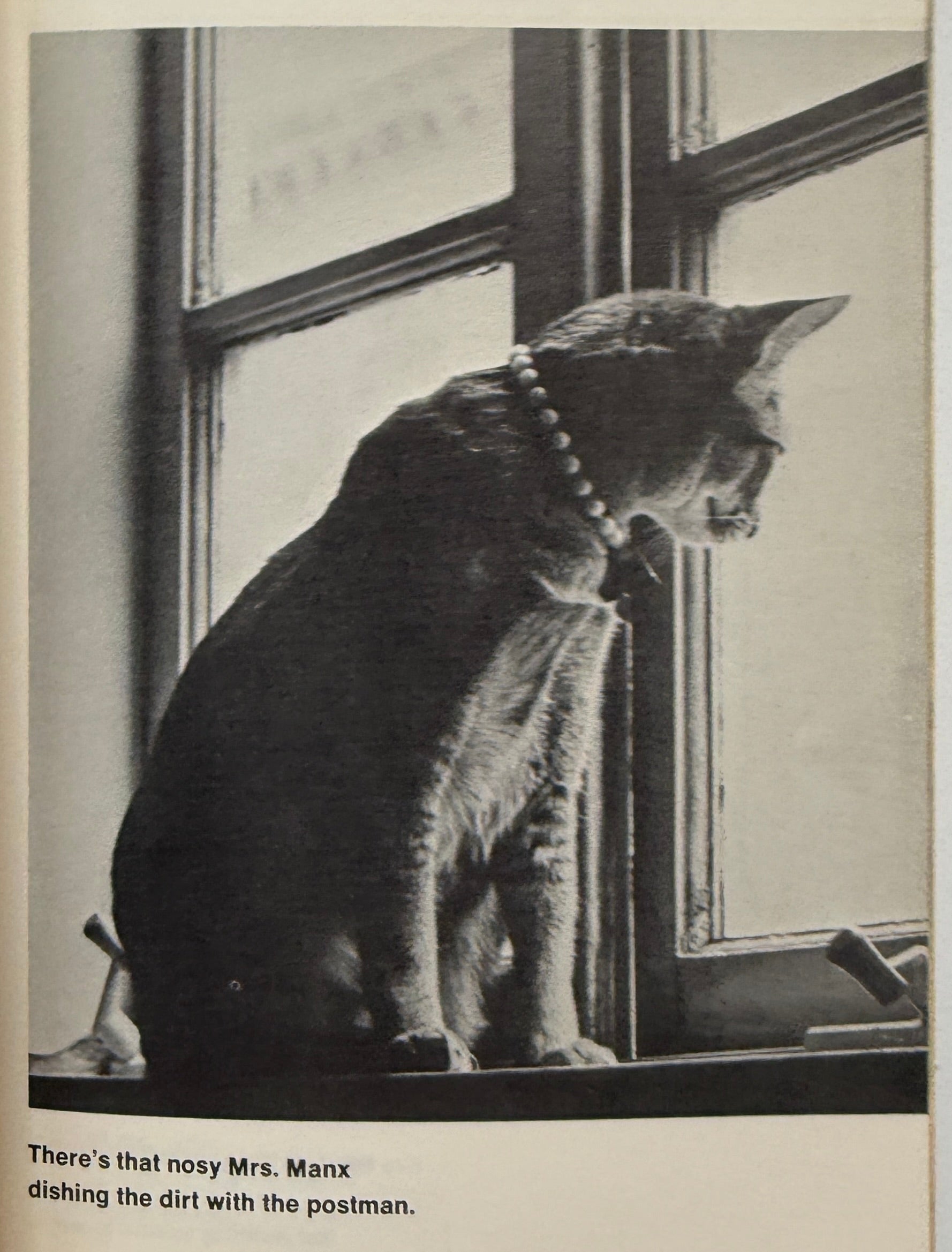 Cat Nips