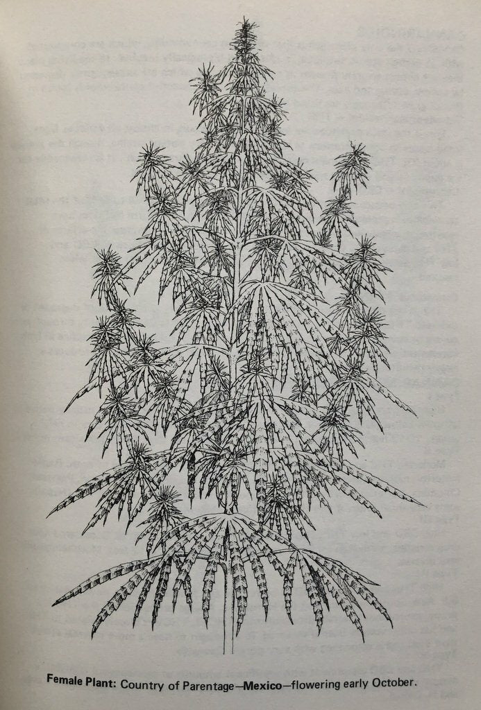 Marijuana In The British Isles