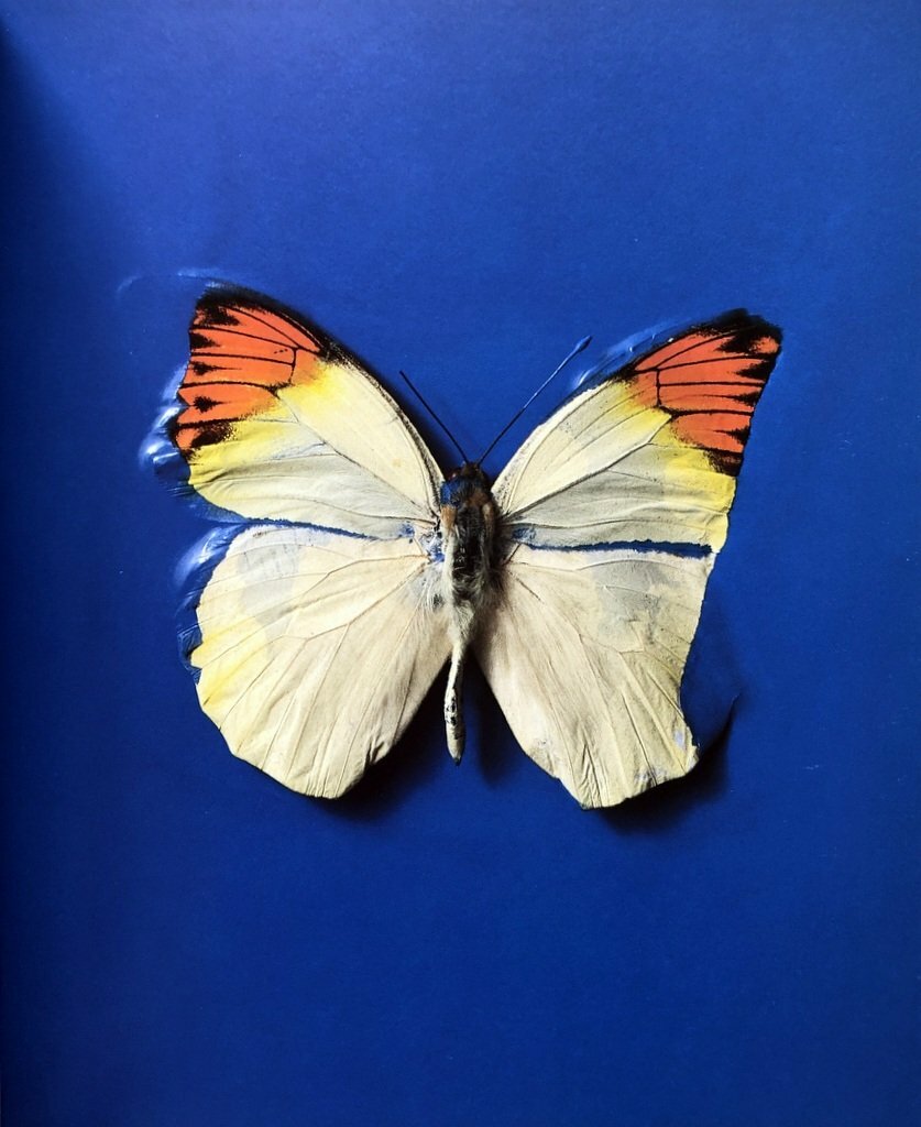 Damien Hirst ICA 1991