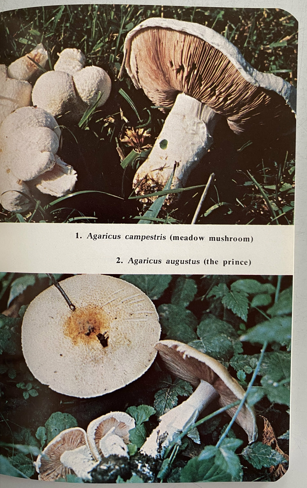 Foraging For Edible Wild Mushrooms