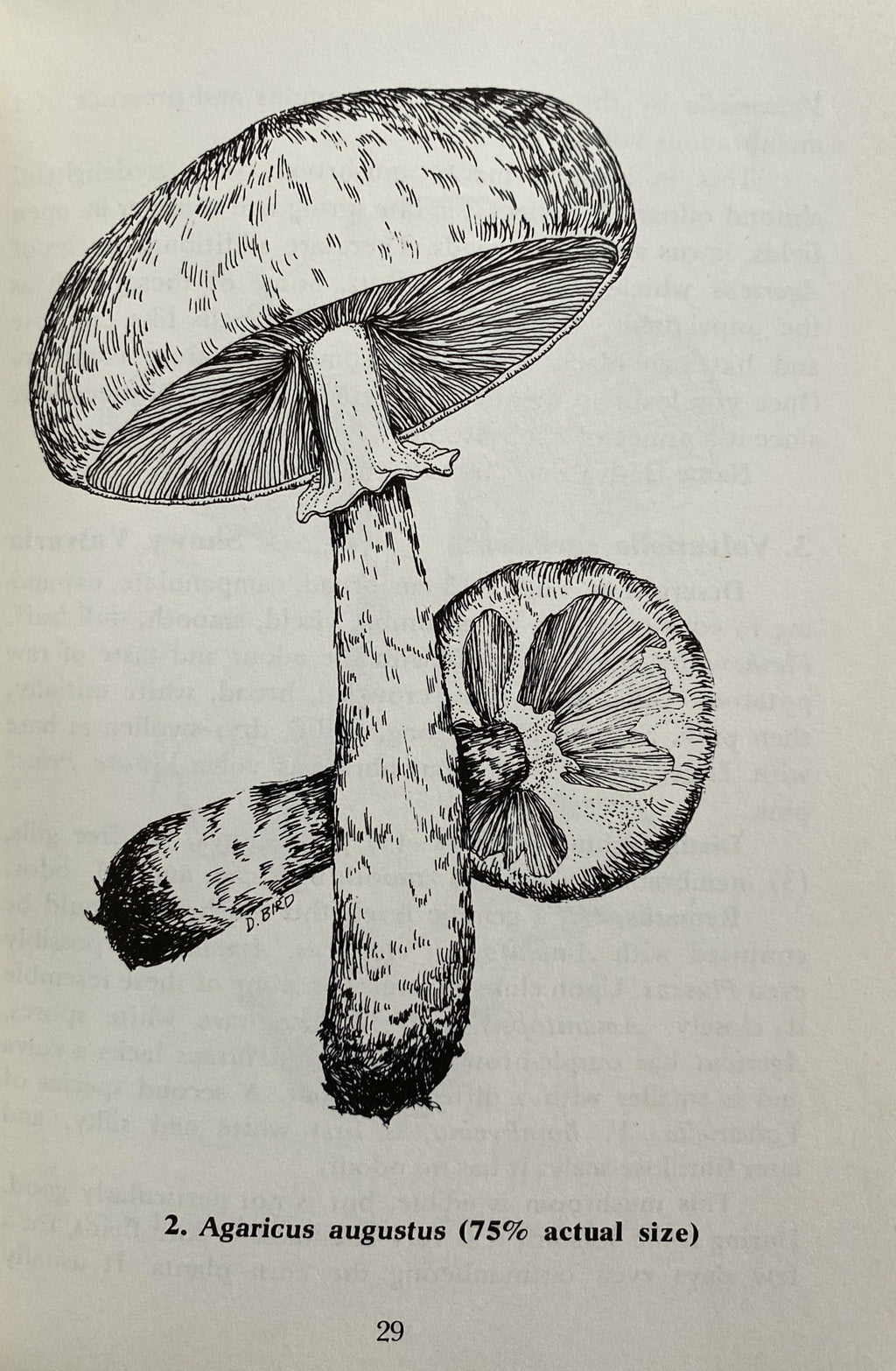 Foraging For Edible Wild Mushrooms