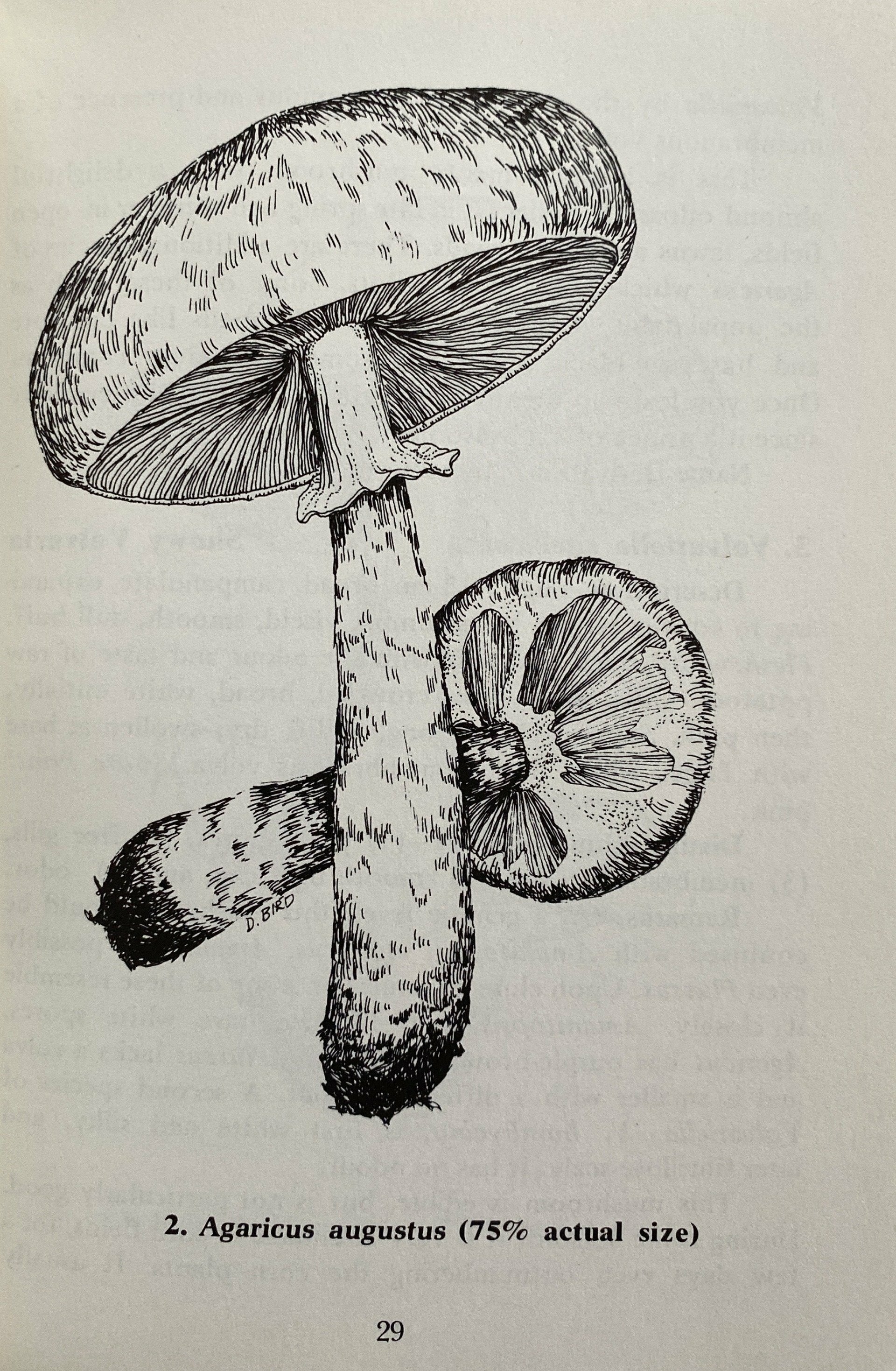 Foraging For Edible Wild Mushrooms