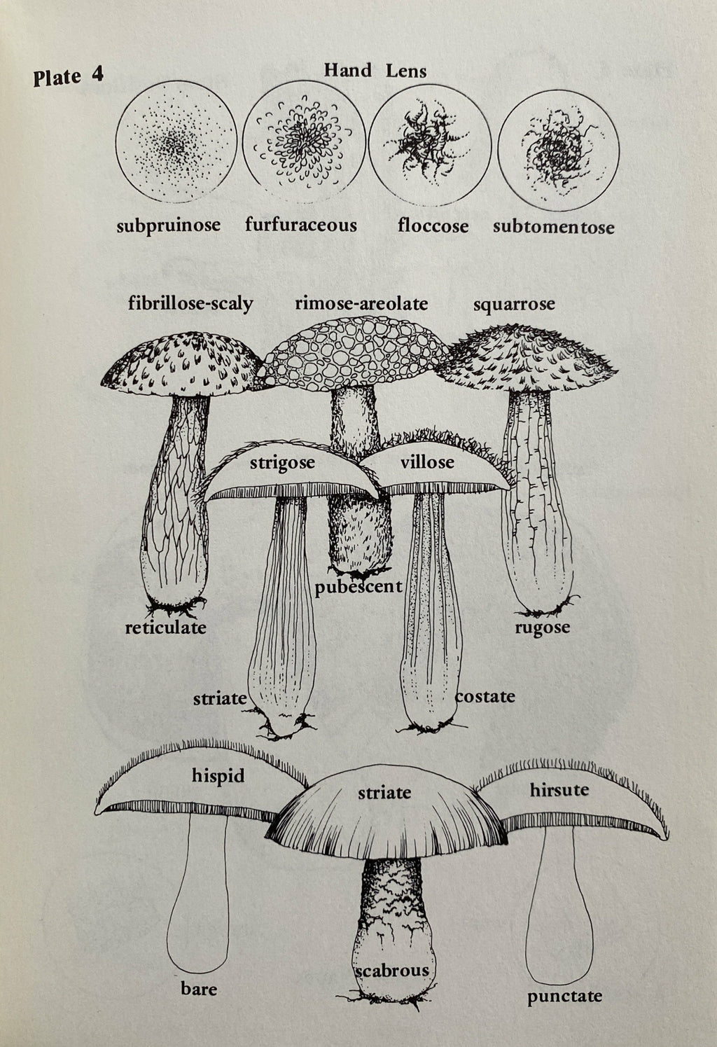 Foraging For Edible Wild Mushrooms