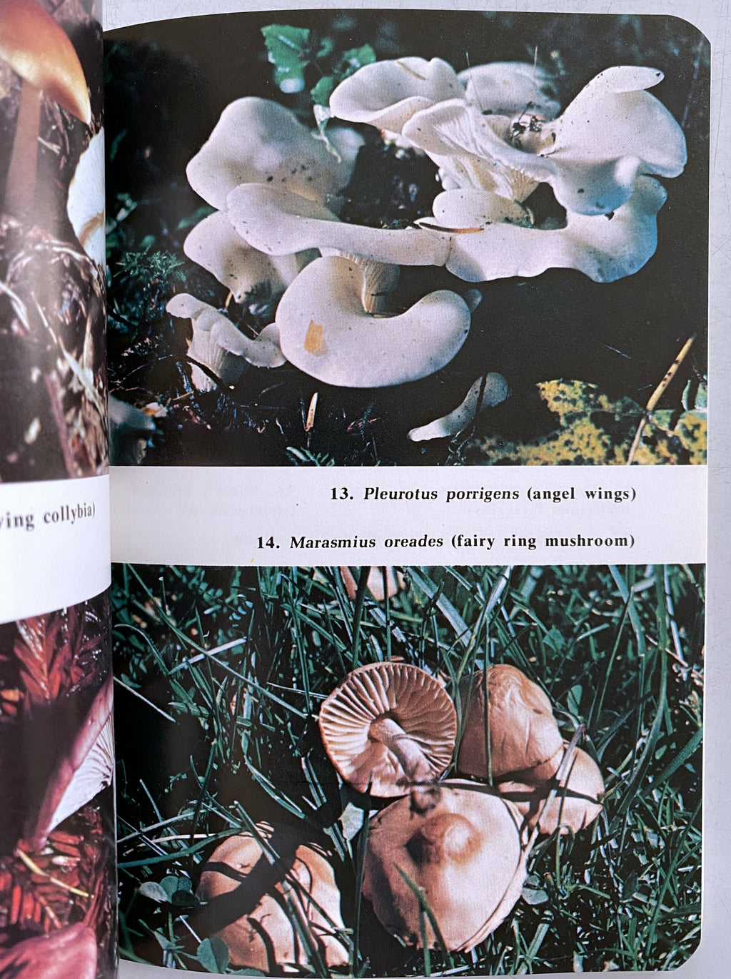 Foraging For Edible Wild Mushrooms