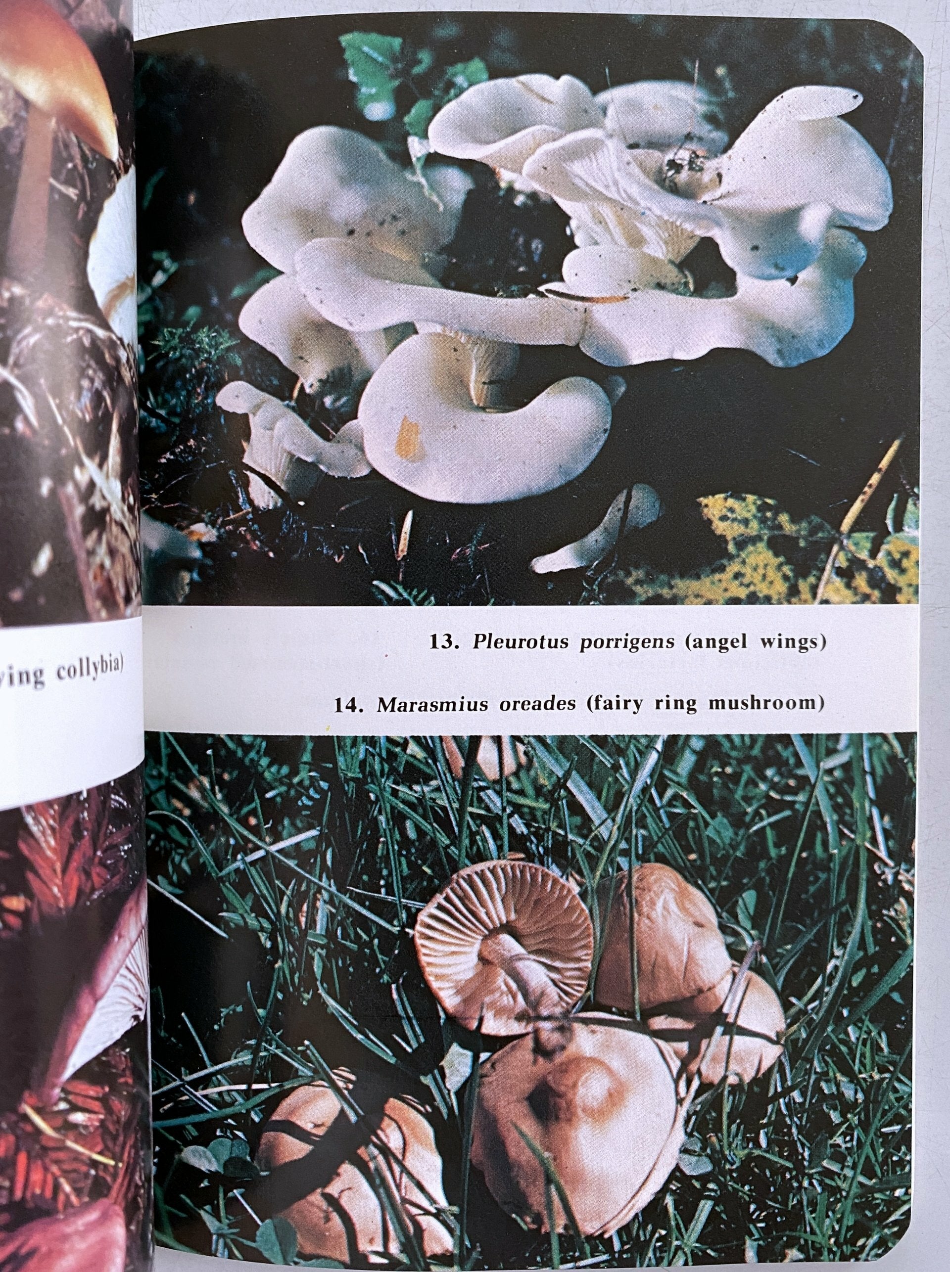 Foraging For Edible Wild Mushrooms