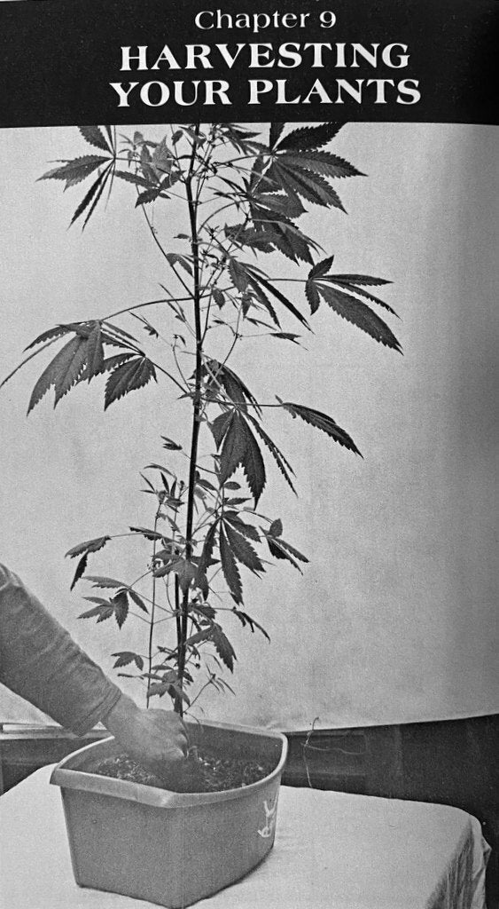 How To Grow Marijuana Hydroponically