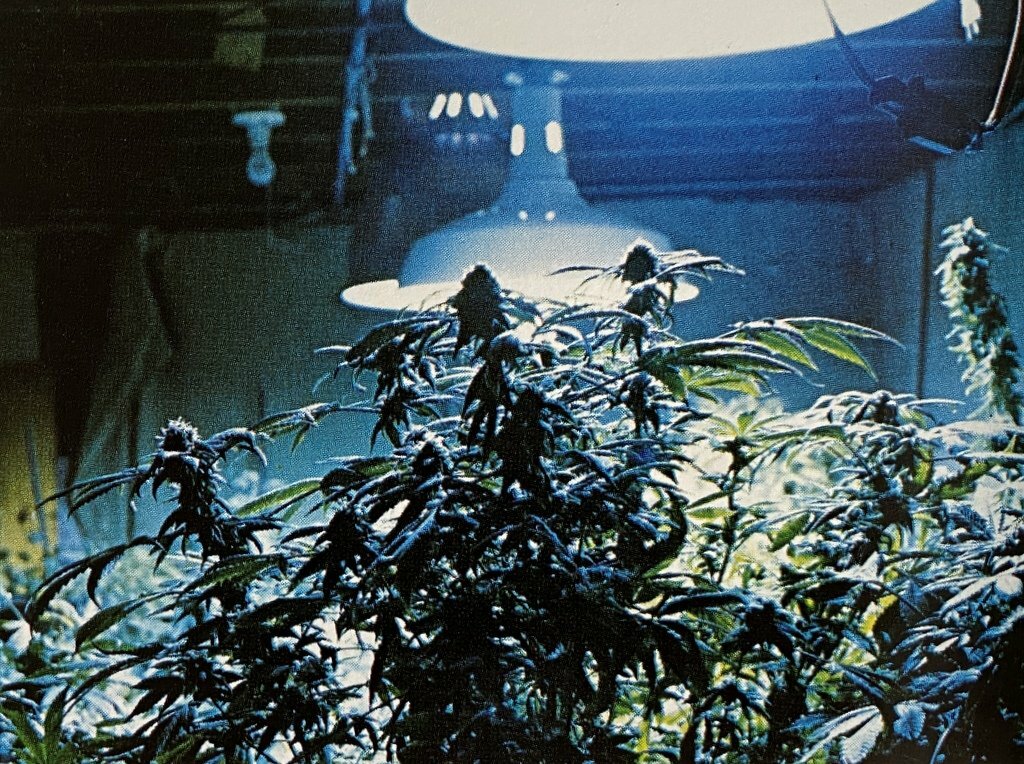 How To Grow Marijuana Hydroponically