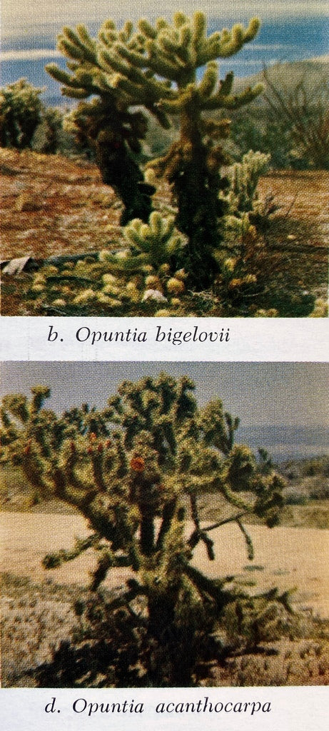 The Cacti of California
