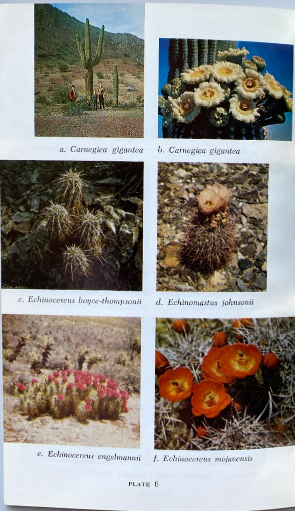 The Cacti of California