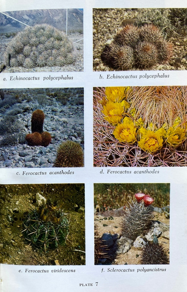The Cacti of California