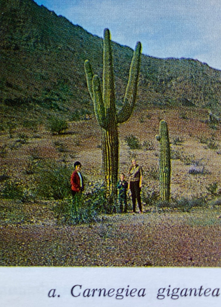 The Cacti of California