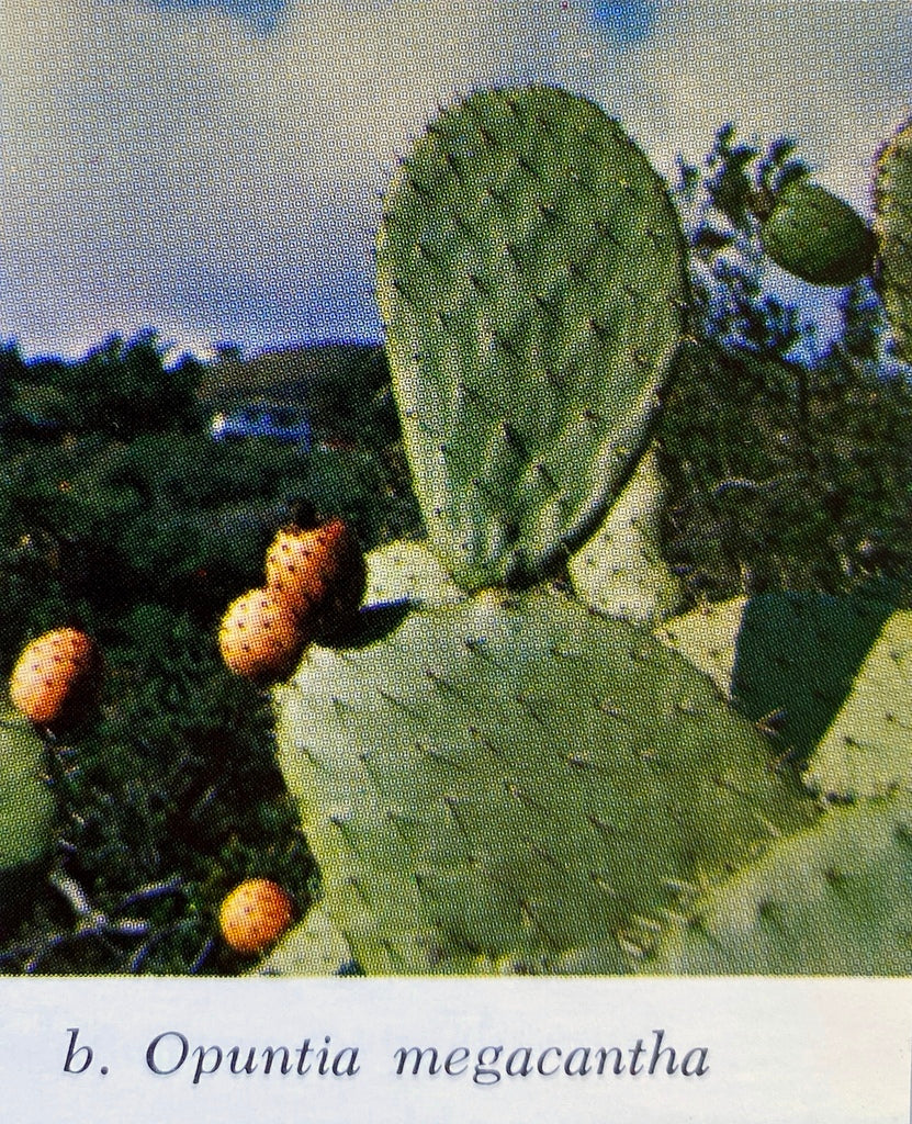 The Cacti of California