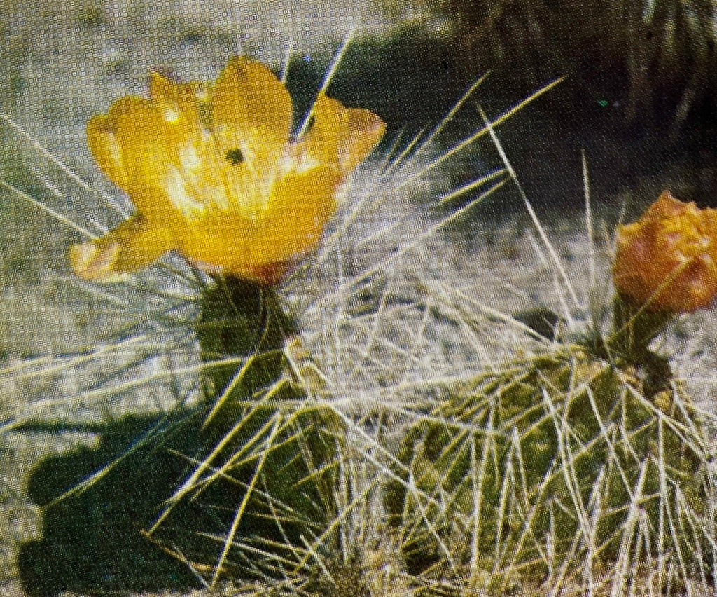 The Cacti of California