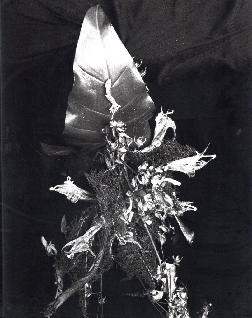 [SIGNED] NOBUYOSHI ARAKI AI NO HANA