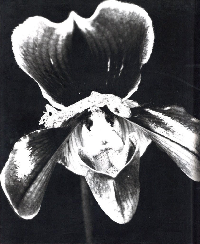 [SIGNED] NOBUYOSHI ARAKI AI NO HANA