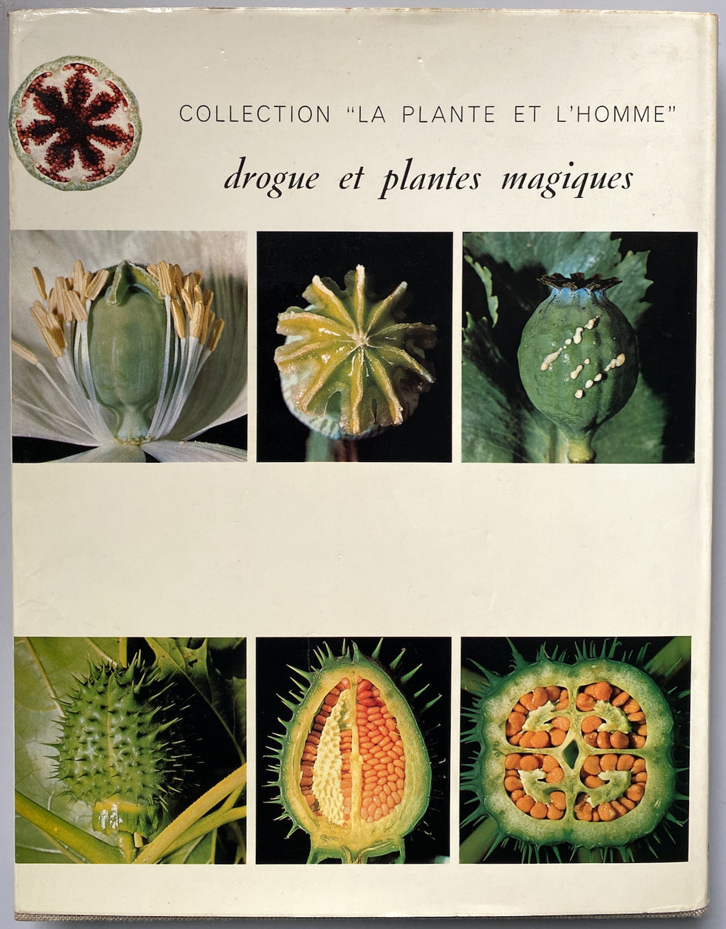 Drogue Et Plantes Magiques