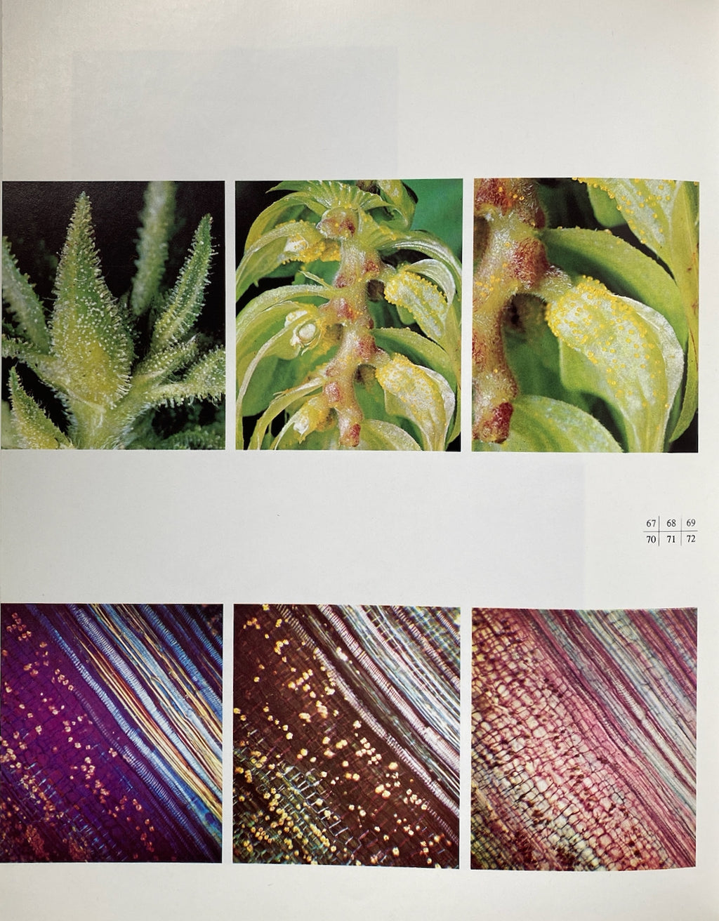 Drogue Et Plantes Magiques