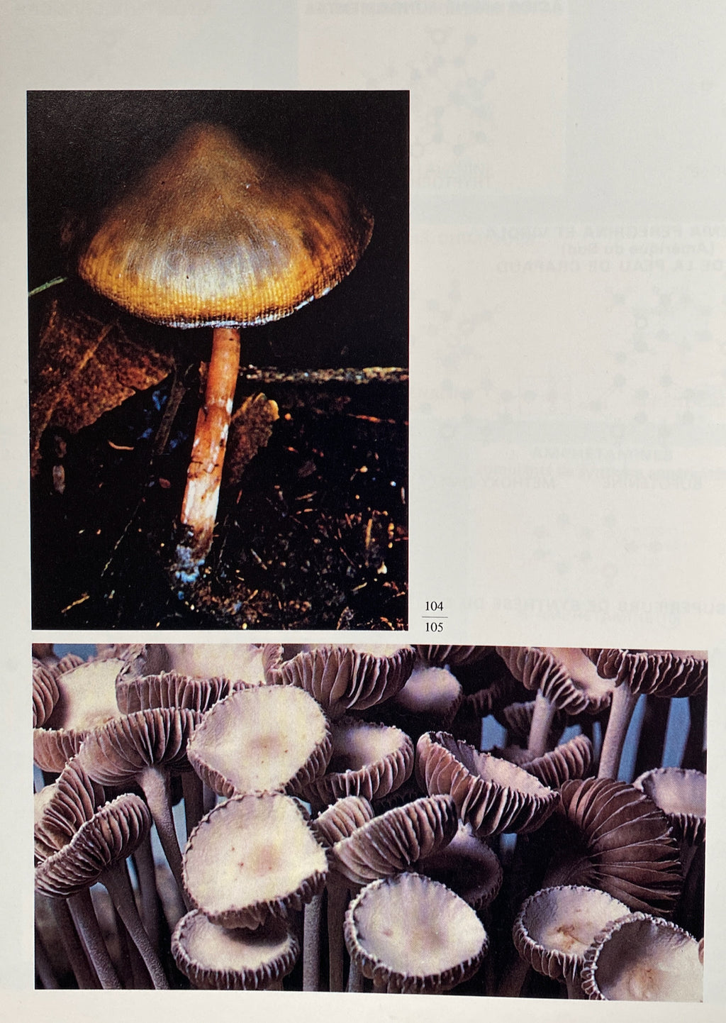 Drogue Et Plantes Magiques