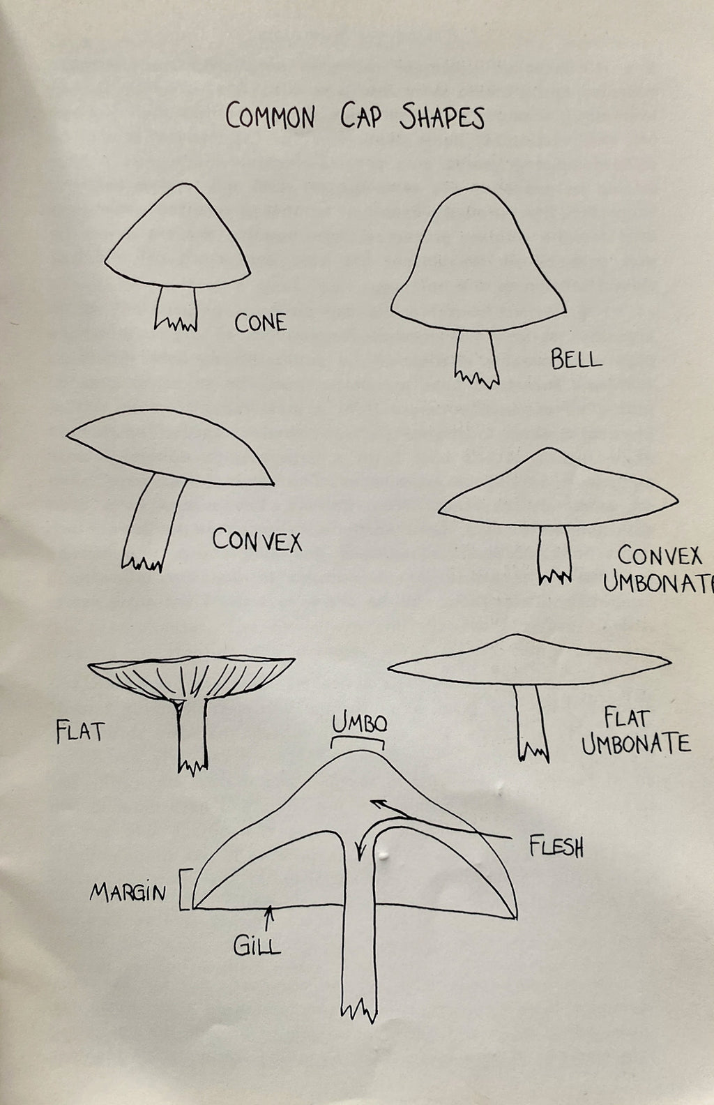 Field Guide To The Psilocybin Mushroom