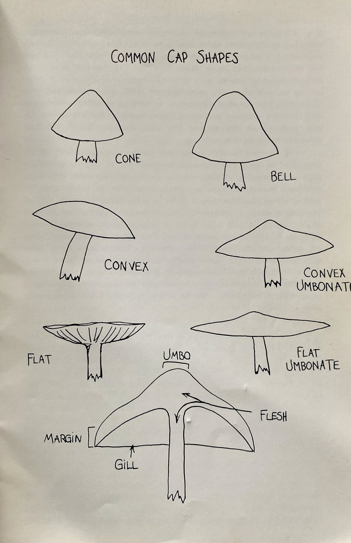 Field Guide To The Psilocybin Mushroom