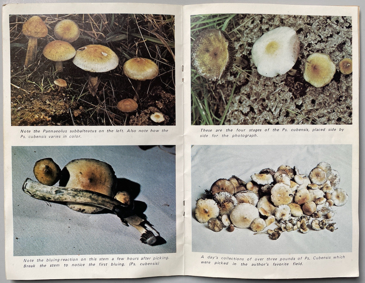Field Guide To The Psilocybin Mushroom