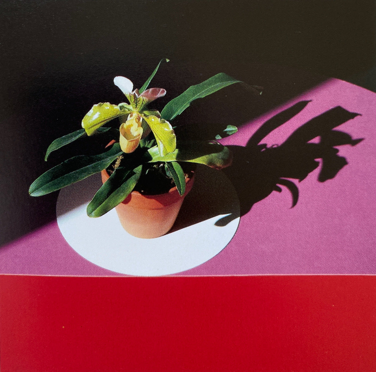 Robert Mapplethorpe Parco Vision