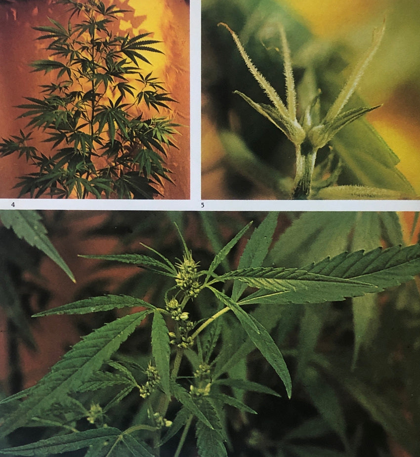 Narcotic Plants