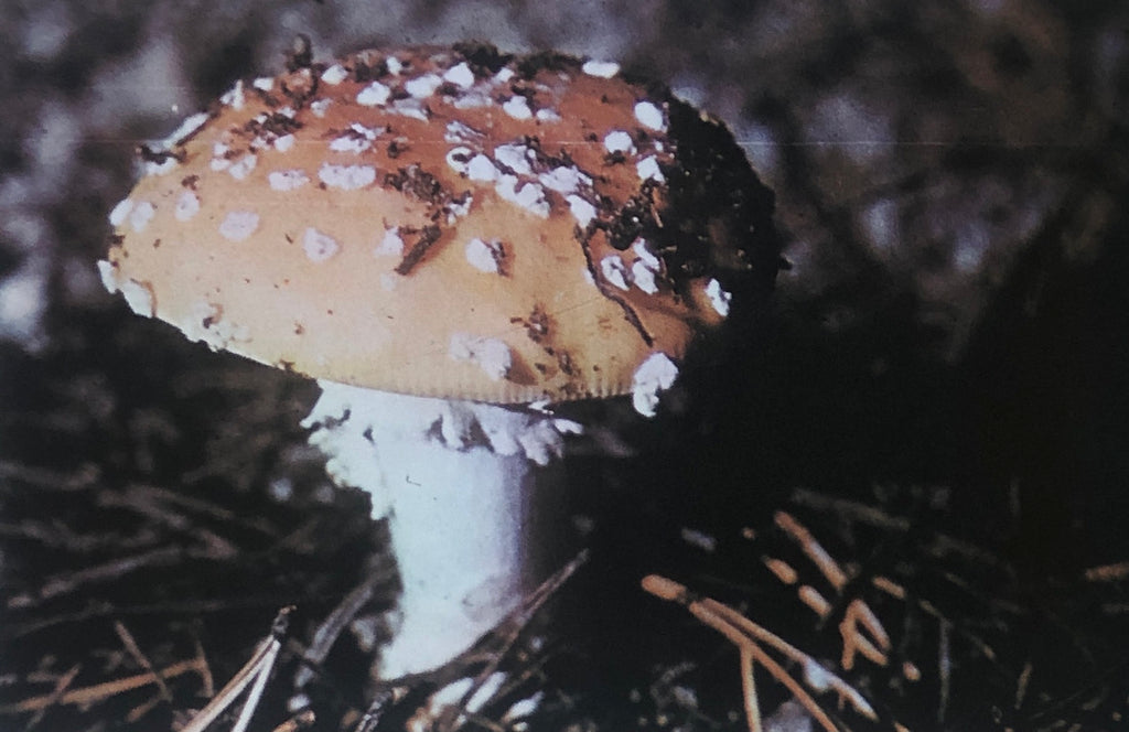 Narcotic Plants