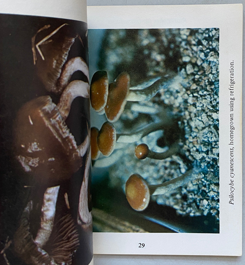 Magical Mushroom Handbook