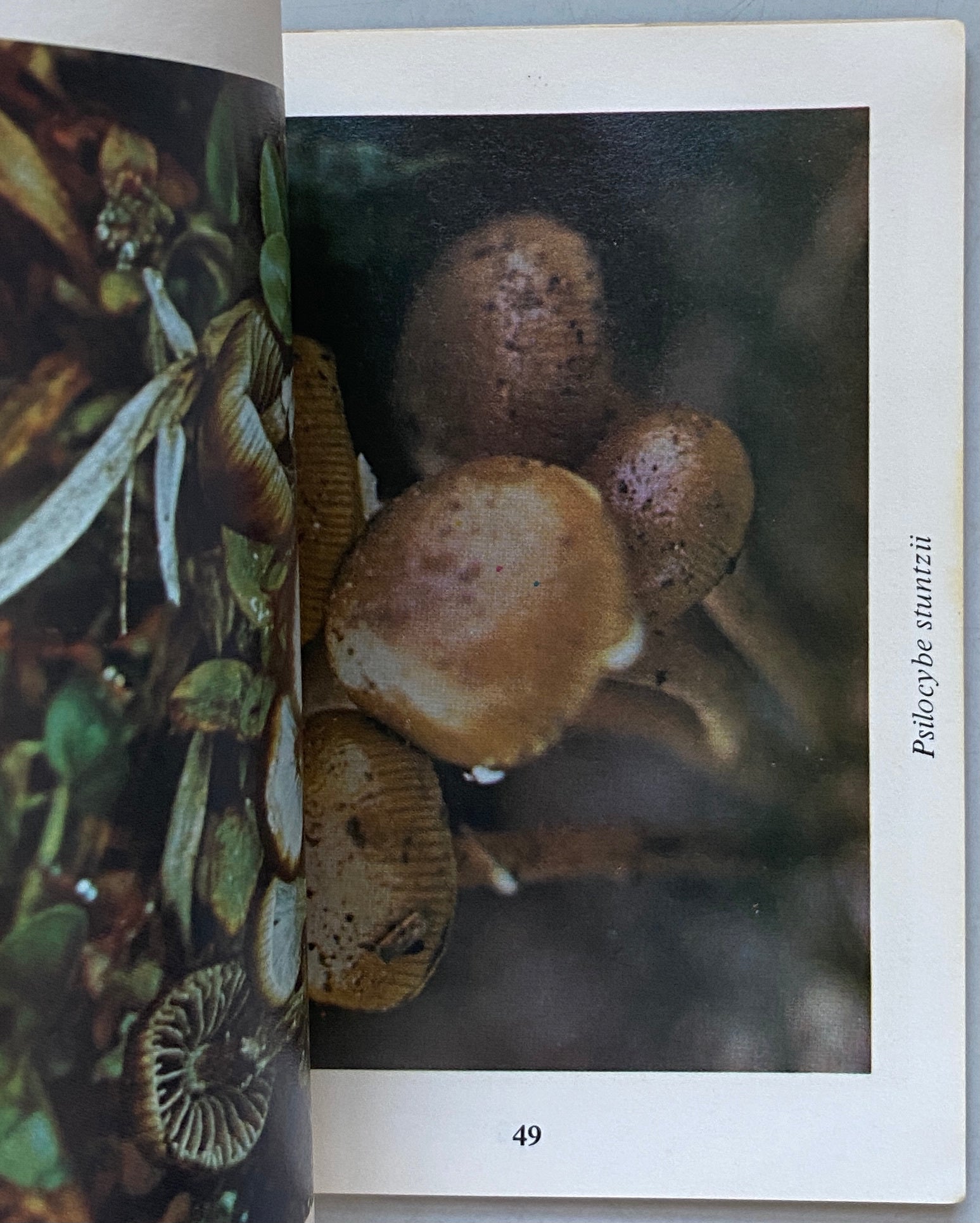 Magical Mushroom Handbook