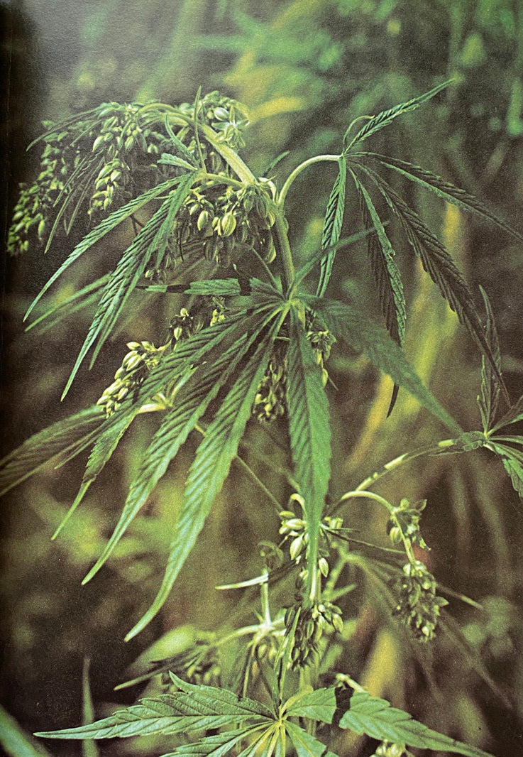Sinsemilla