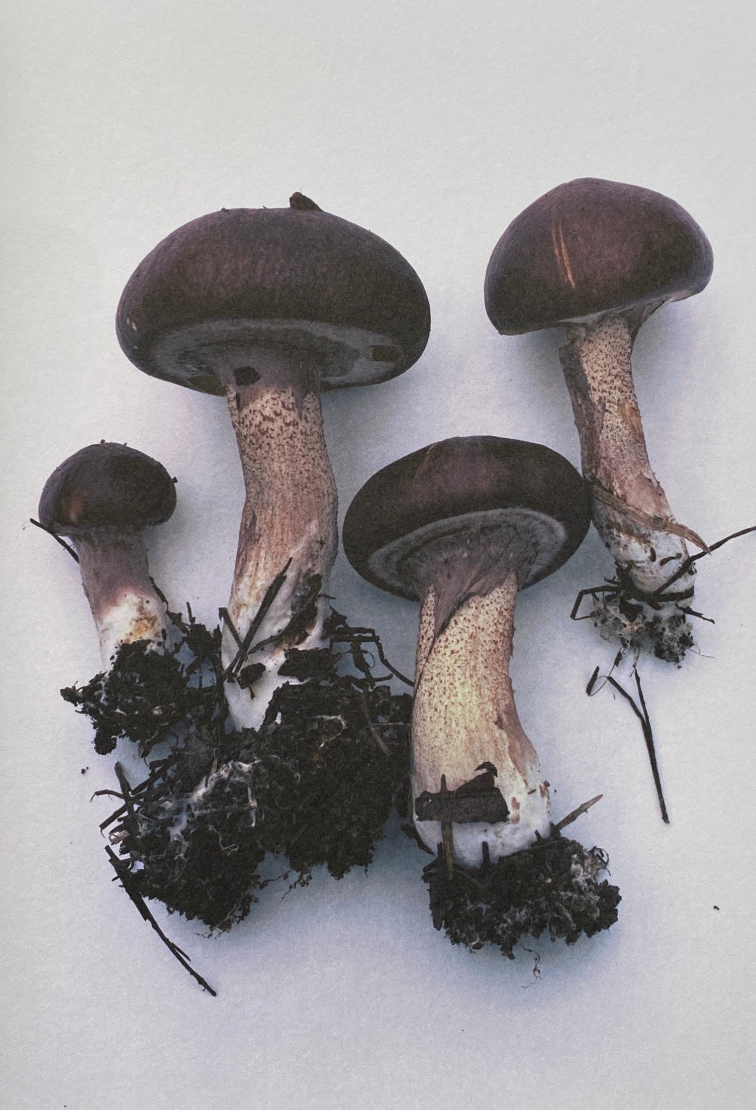 [SIGNED] TAKASHI HOMMA MUSHROOMS FROM THE FOREST