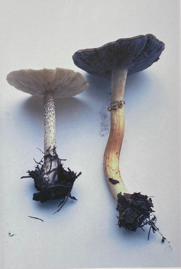 [SIGNED] TAKASHI HOMMA MUSHROOMS FROM THE FOREST