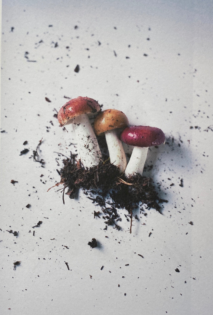 [SIGNED] TAKASHI HOMMA MUSHROOMS FROM THE FOREST