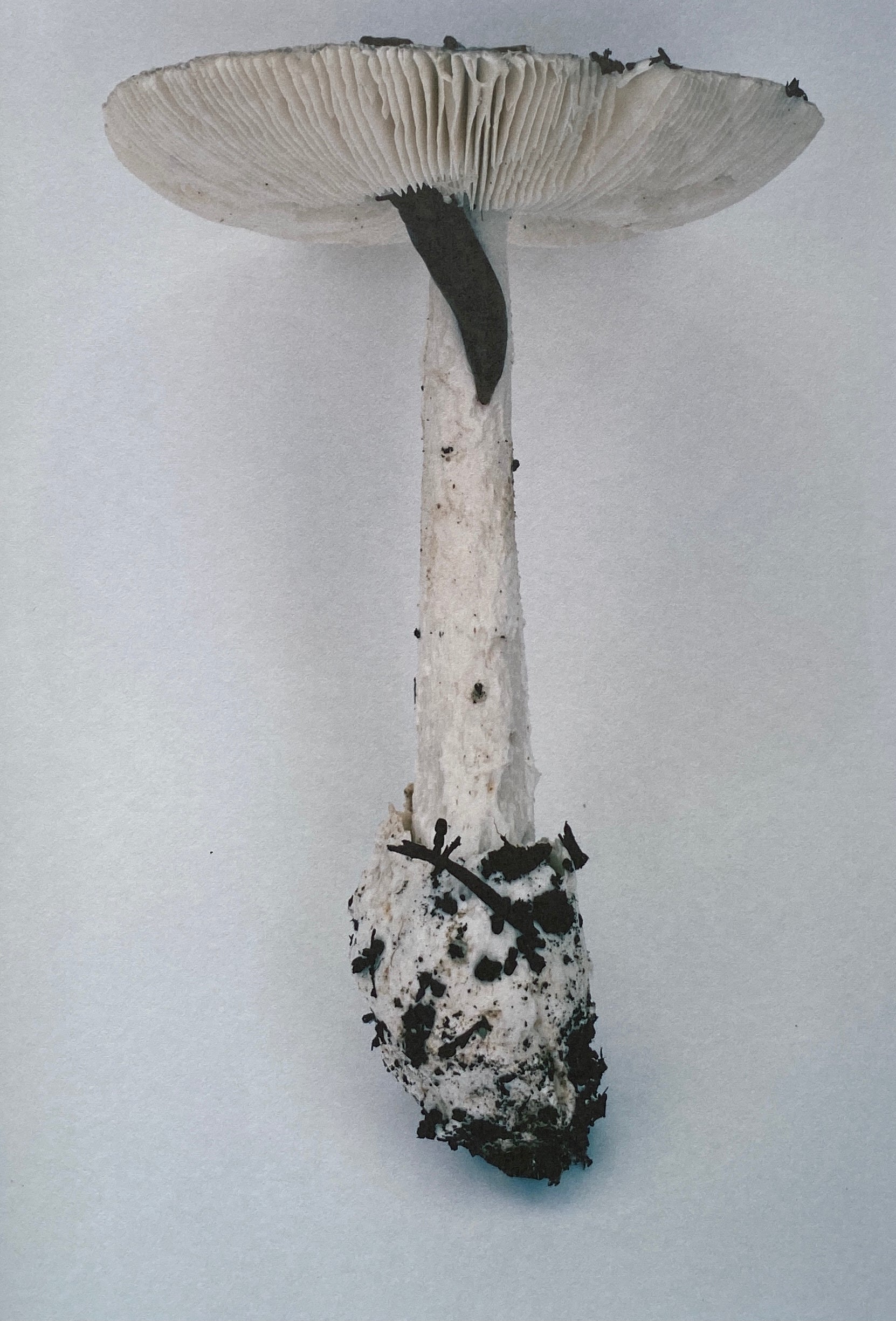 [SIGNED] TAKASHI HOMMA MUSHROOMS FROM THE FOREST