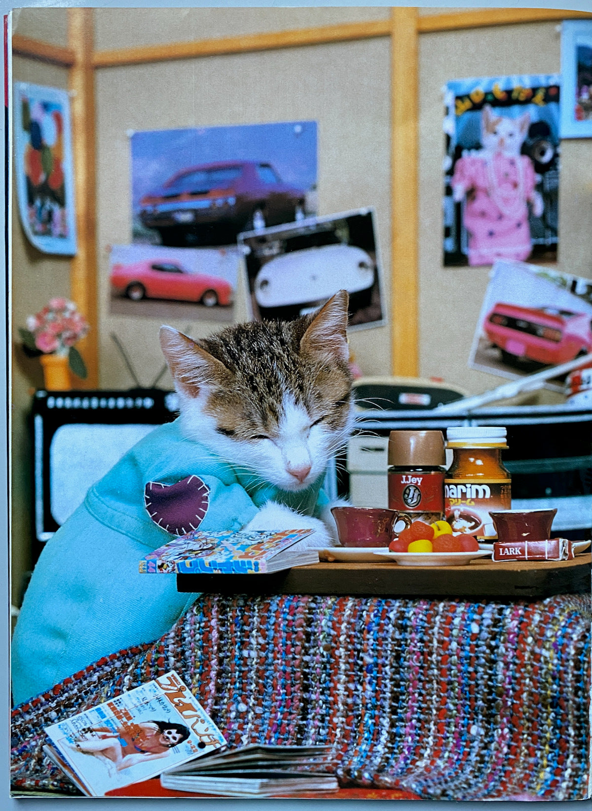 Sorry Cats (Not Sorry)