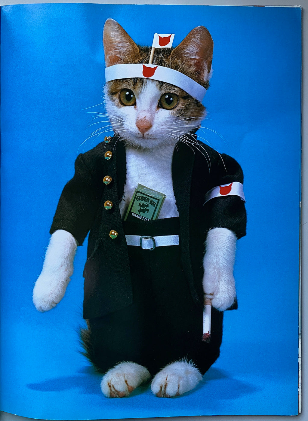 Sorry Cats (Not Sorry)