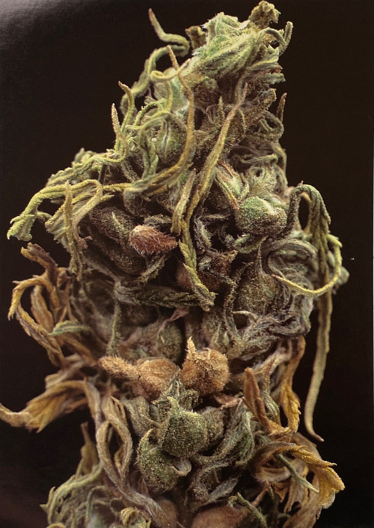 Cannabis Calendar 1980